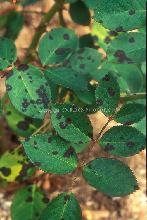 Blackspot disease problem on roses leaves Plant & Flower Stock