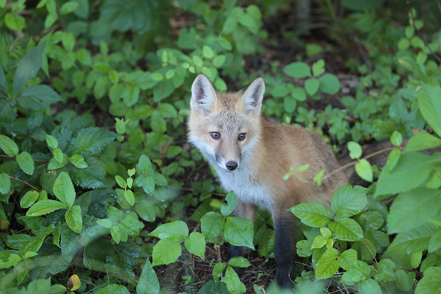 A young wild fox sits at the edge of the woods in Albemarle County, Va. Photo/Andrew Shurtleff