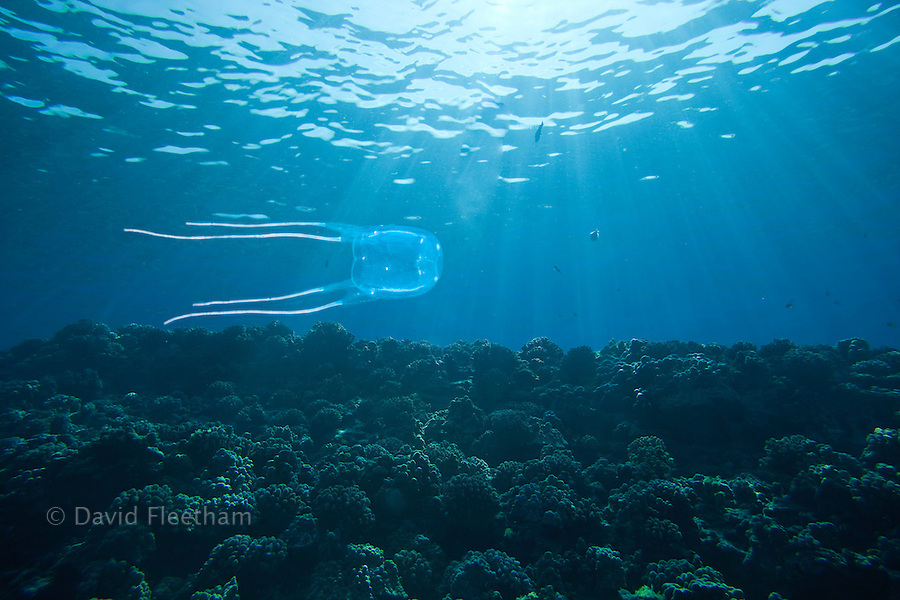 RASTON'S BOX JELLYFISH, Carybdea rastoni, HAWAII David Fleetham Underwater Photography