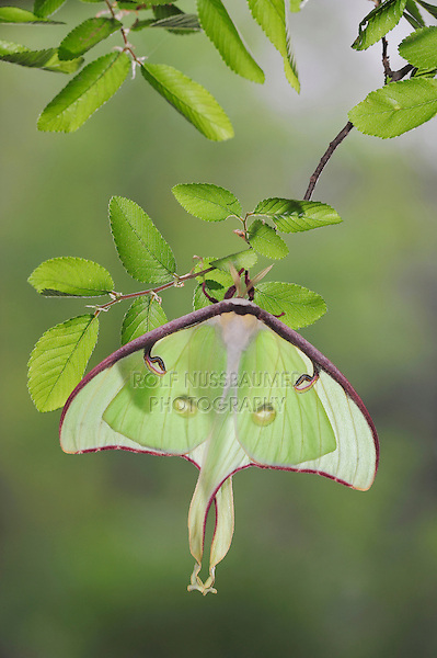 Luna Moth (Actias luna), adult perched on Cedar Elm (Ulmus crassifolia), New Braunfels, Texas, USA