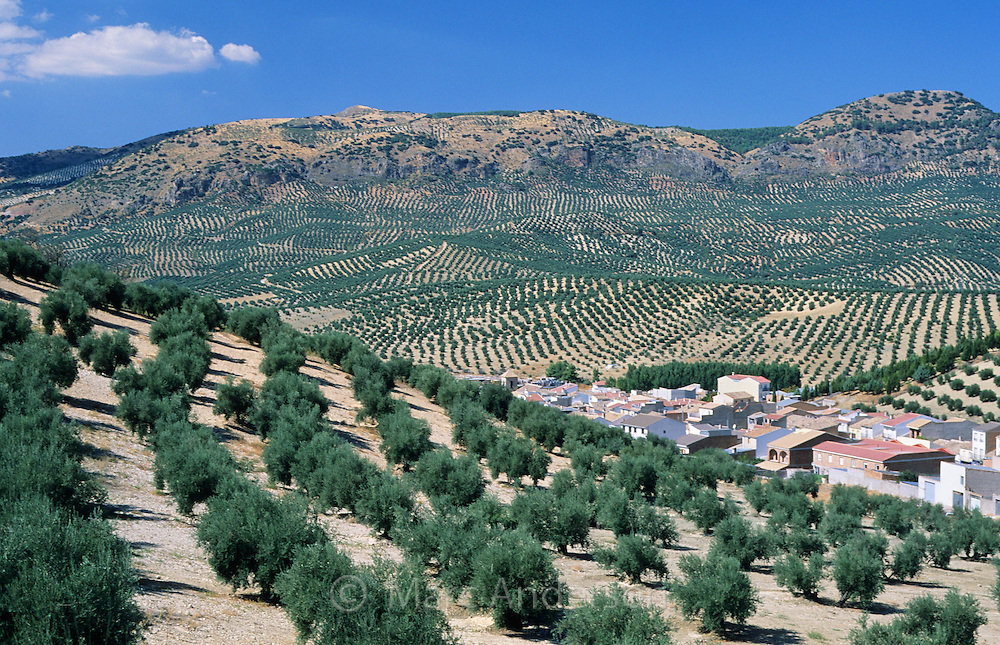 Olive groves around Jaen, Andalusia, Spain. The Jaen area produces 10