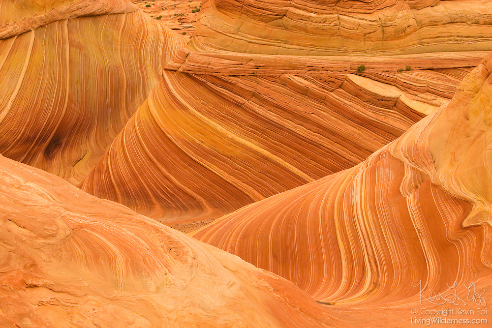 Petrified Sand Dune, The Wave, Arizona Living Wilderness Nature